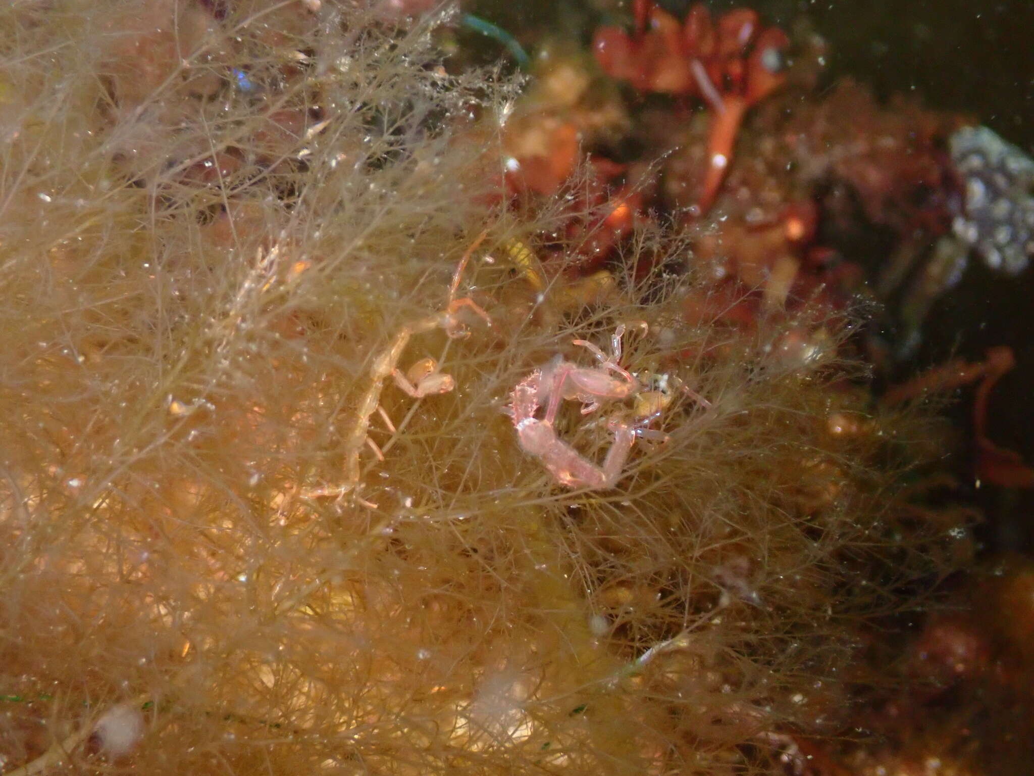 Image of Japanese skeleton shrimp