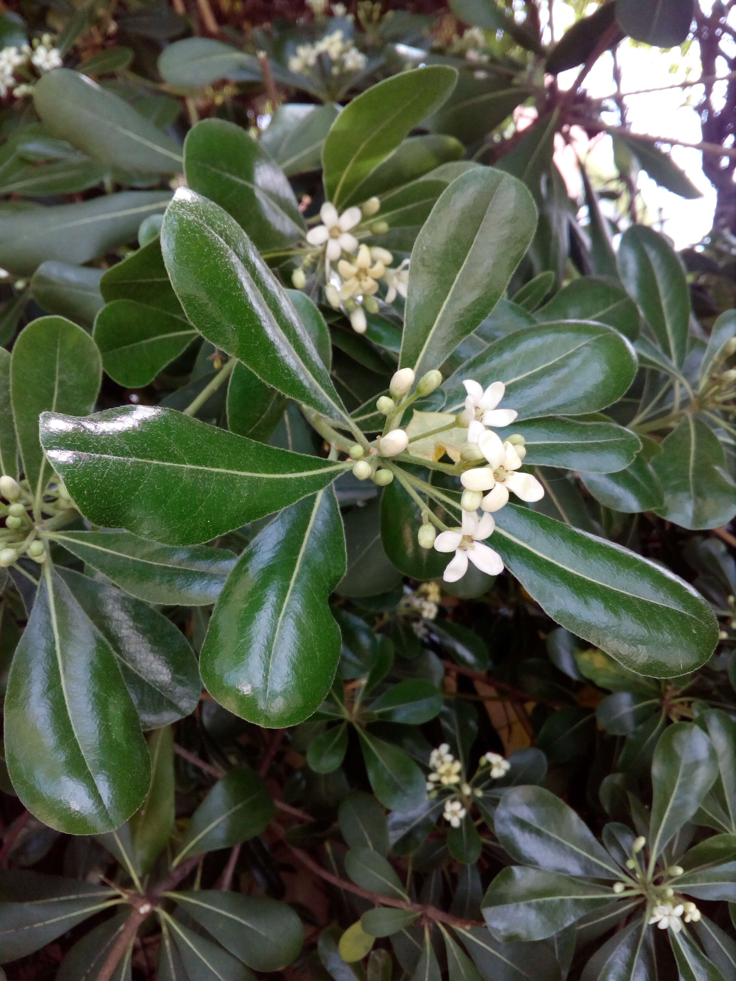 Image de Pittosporum tobira (Murray) Aiton fil.