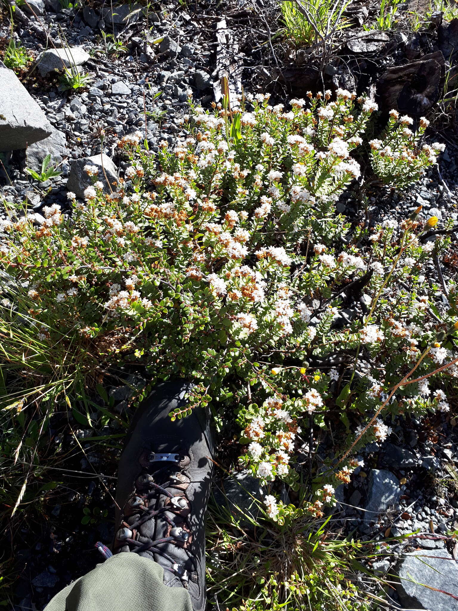 Image of Veronica pinguifolia Hook. fil.