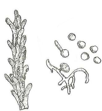 Image of Ustilago tritici (Pers.) Rostr. 1890