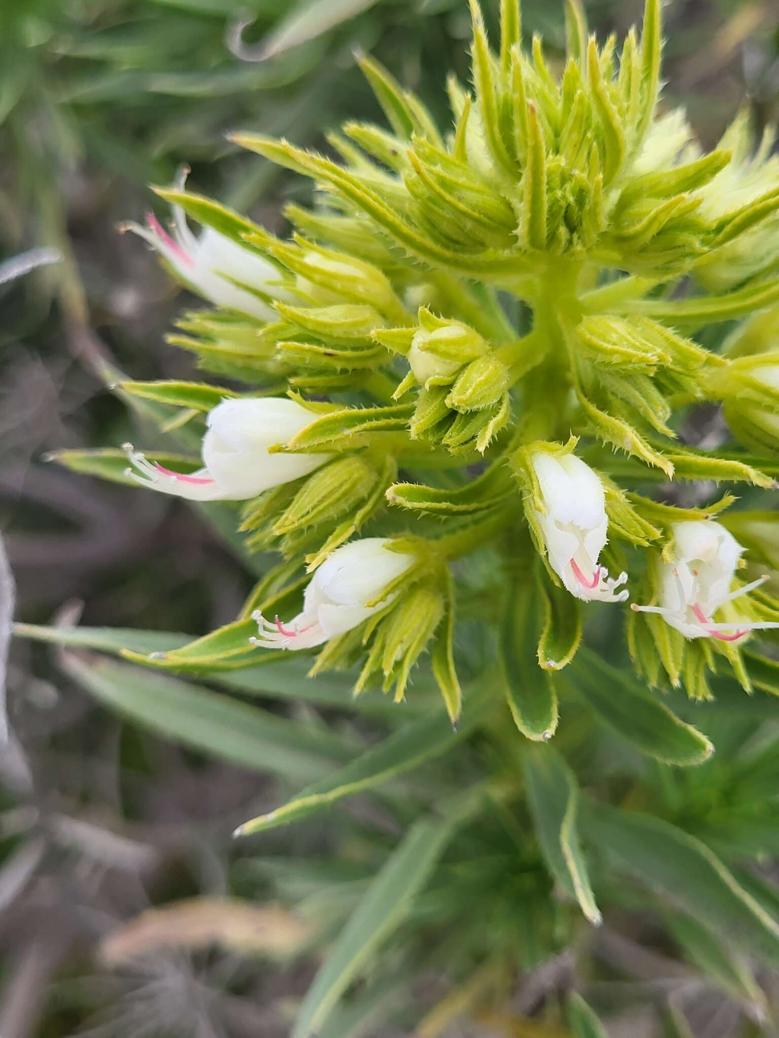 Plancia ëd Echium aculeatum Poir.