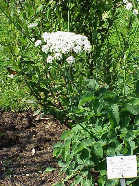 Imagem de Laserpitium latifolium L.