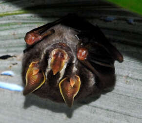 Image of Gervais's fruit-eating bat