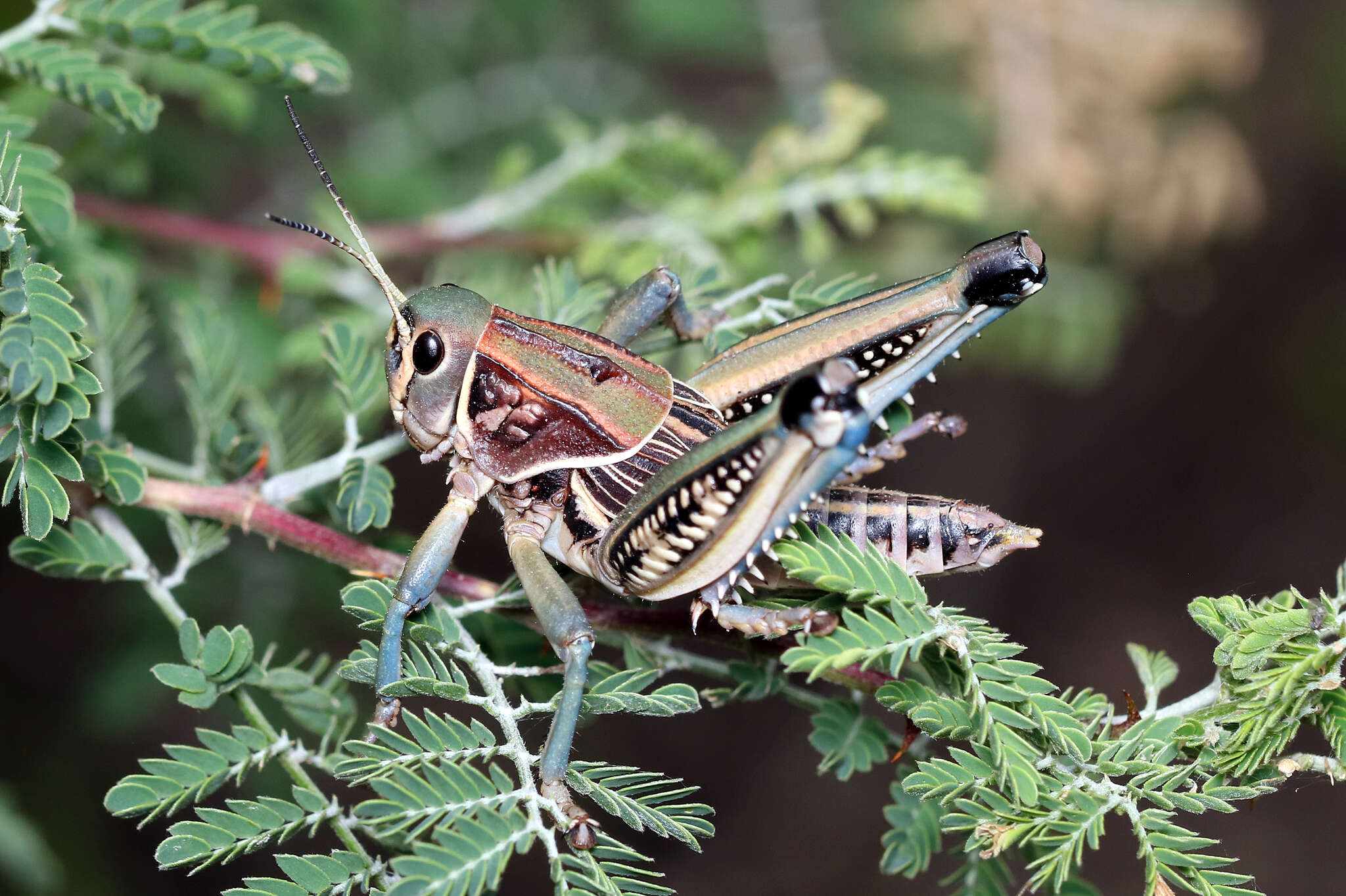 Plancia ëd Brachystola mexicana Bruner & L. 1904