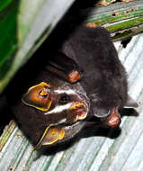 Image of Dwarf Fruit-eating Bat