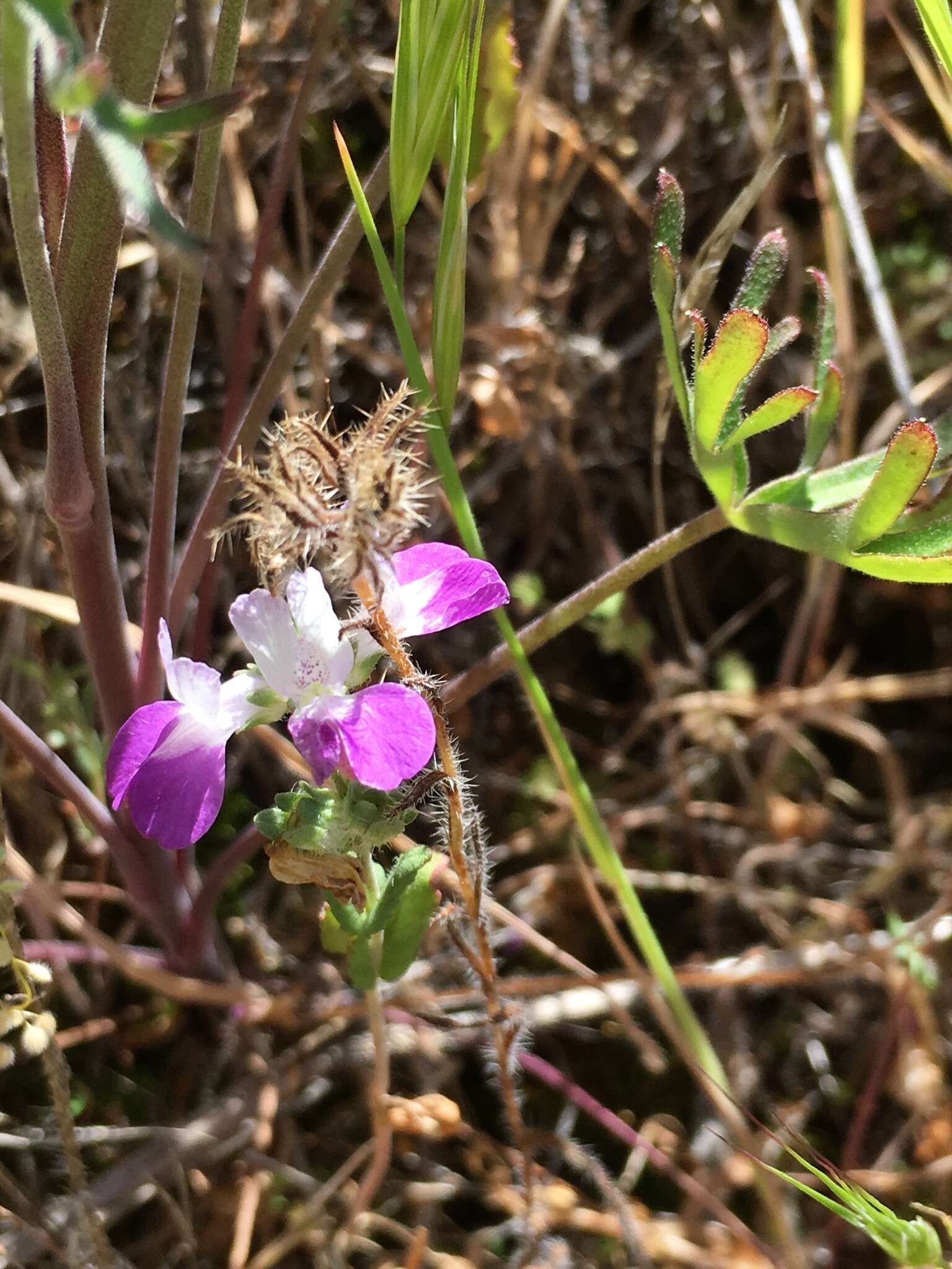 Image de Collinsia bartsiifolia Benth.