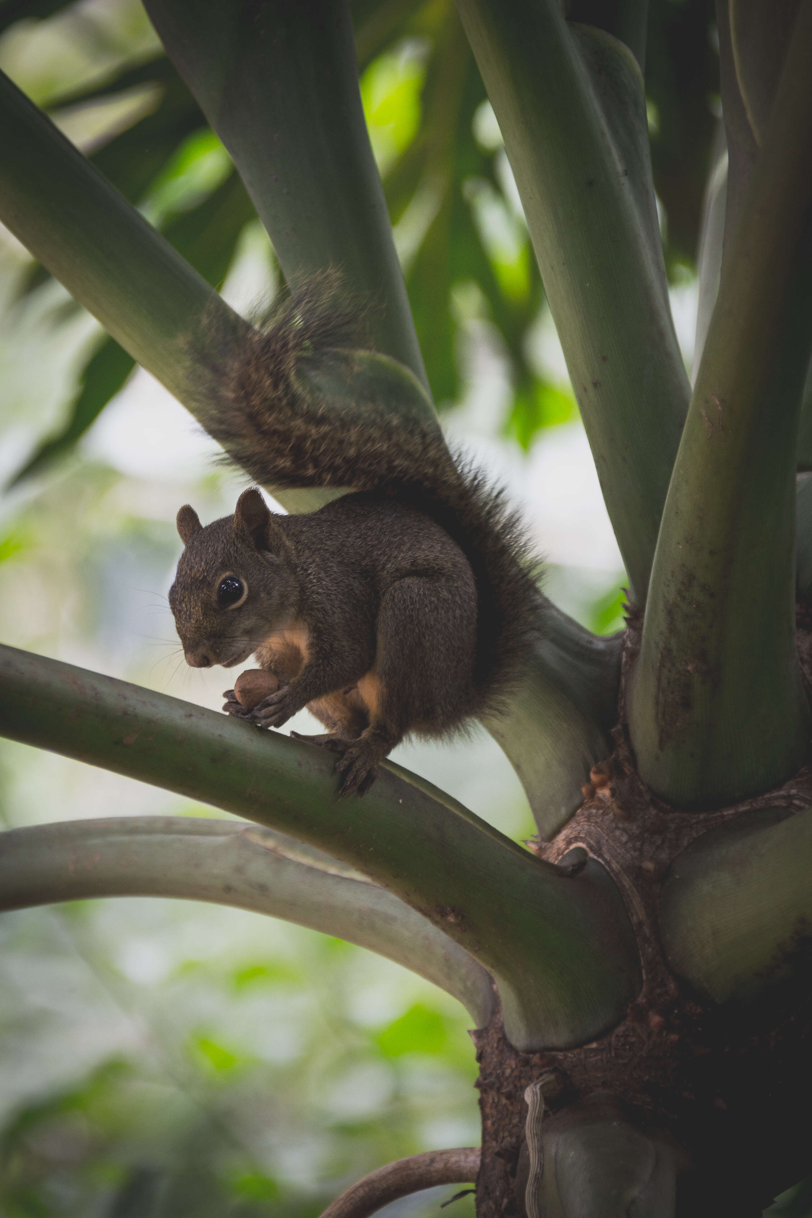 Image of Guianan Squirrel