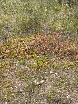 Image of Oxalis flava L.