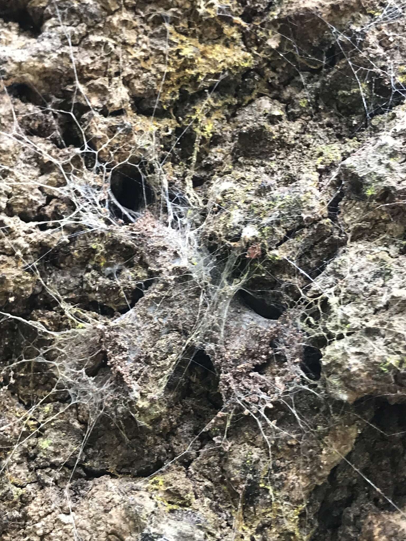 Image of Southern Tree Funnel-web Spider