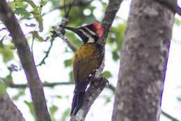 Image of Black-rumped Flameback