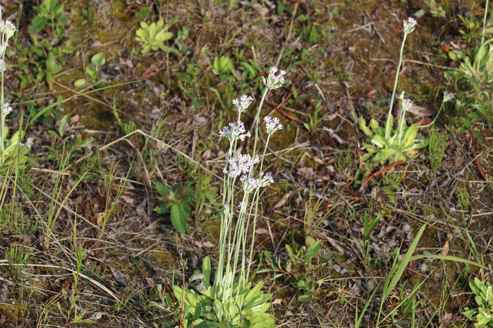 Plancia ëd Primula incana M. E. Jones