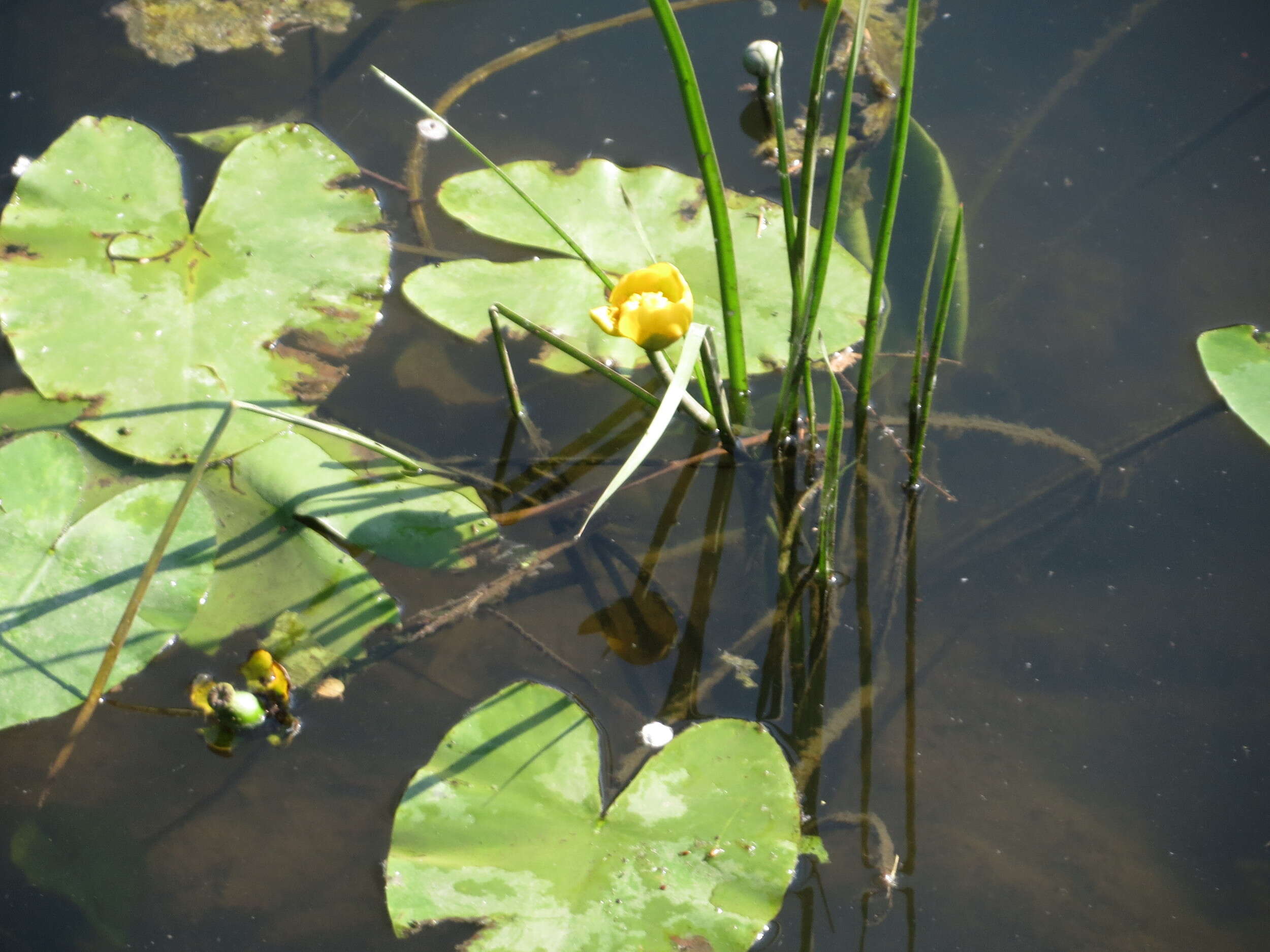 Image of Yellow Water-lily