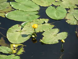 Image of Yellow Water-lily