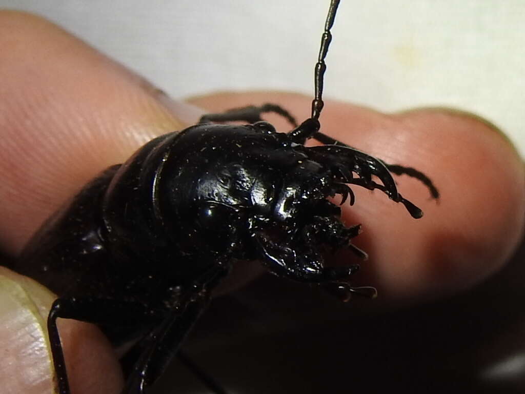 Image of Great Plains Giant Tiger Beetle