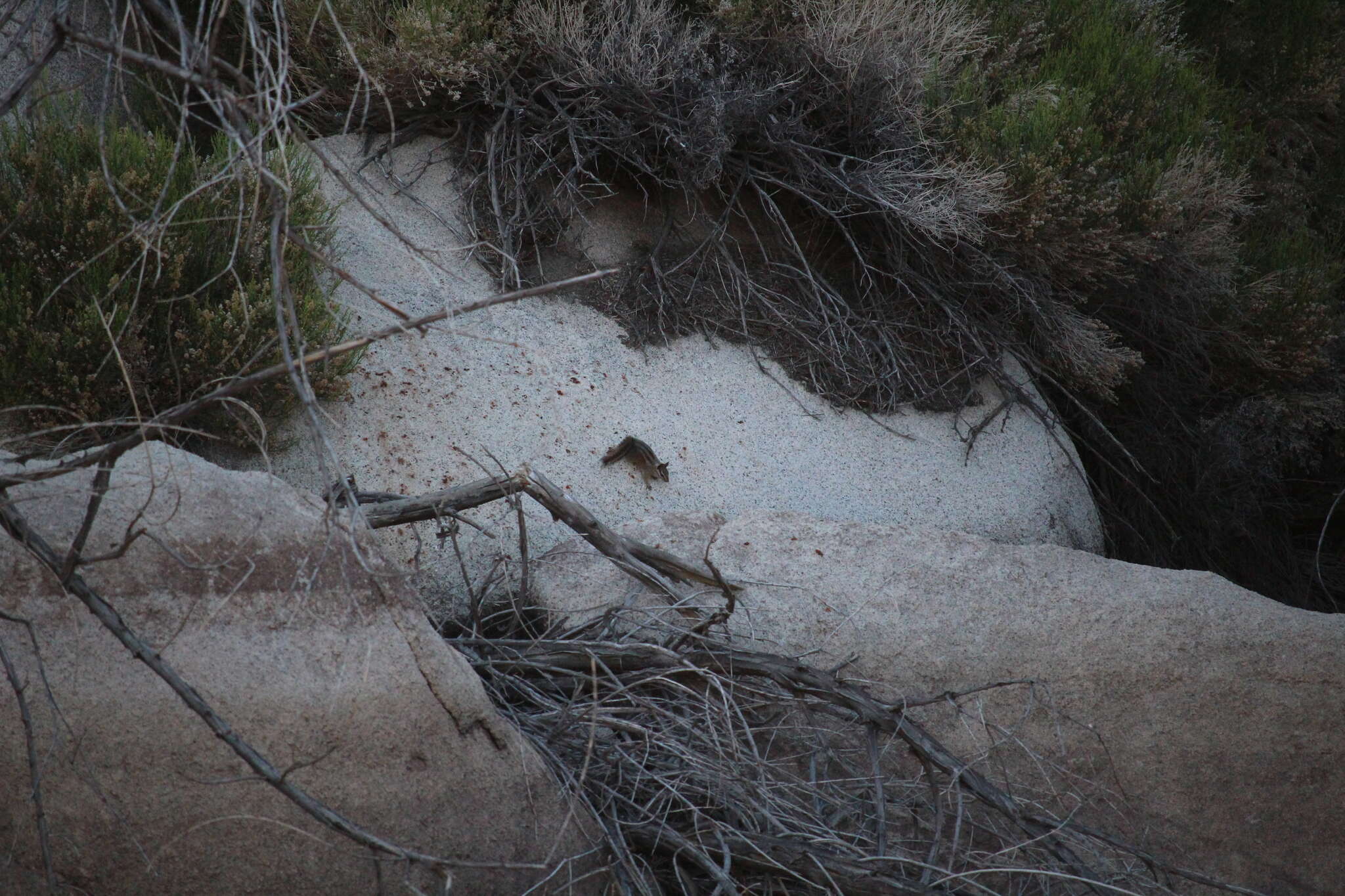 Image of California Chipmunk