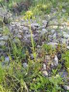 Image of Centranthus calcitrapae (L.) Dufr.