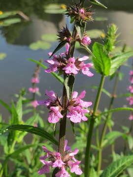 Image of Hedge-nettle