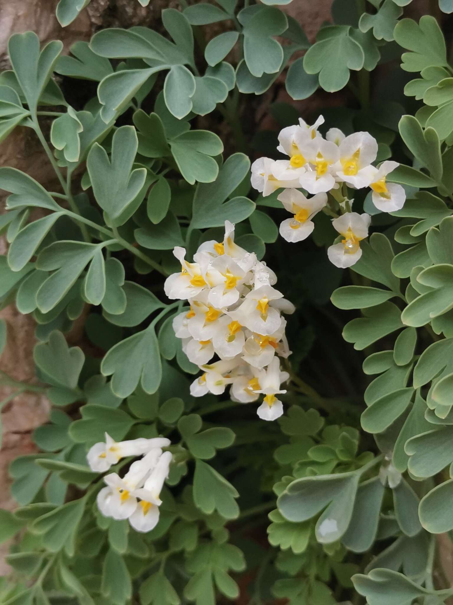 Plancia ëd Pseudofumaria alba subsp. acaulis (Wulfen) Lidén