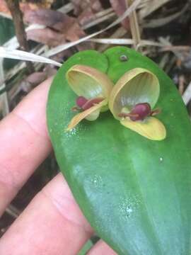 Image of Pleurothallis palliolata Ames