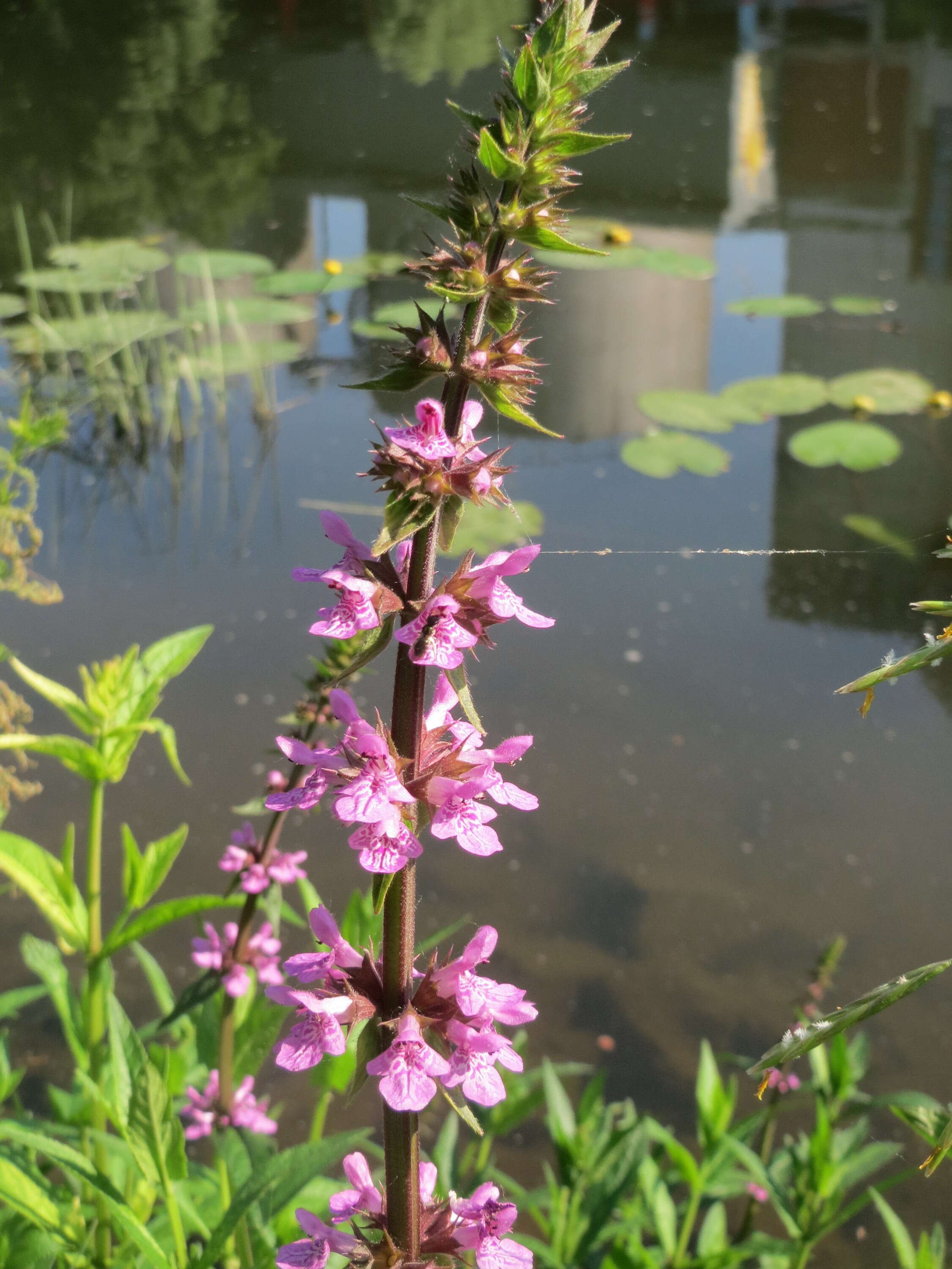 Слика од Stachys palustris L.