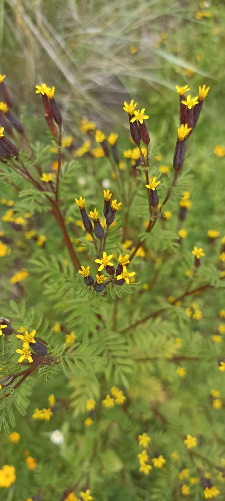 Слика од Tagetes foetidissima Hort. ex DC.