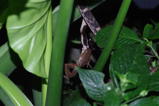 Image of Hebius pryeri (Boulenger 1887)