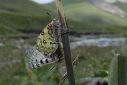 Sivun Parnassius jacquemontii Boisduval 1836 kuva