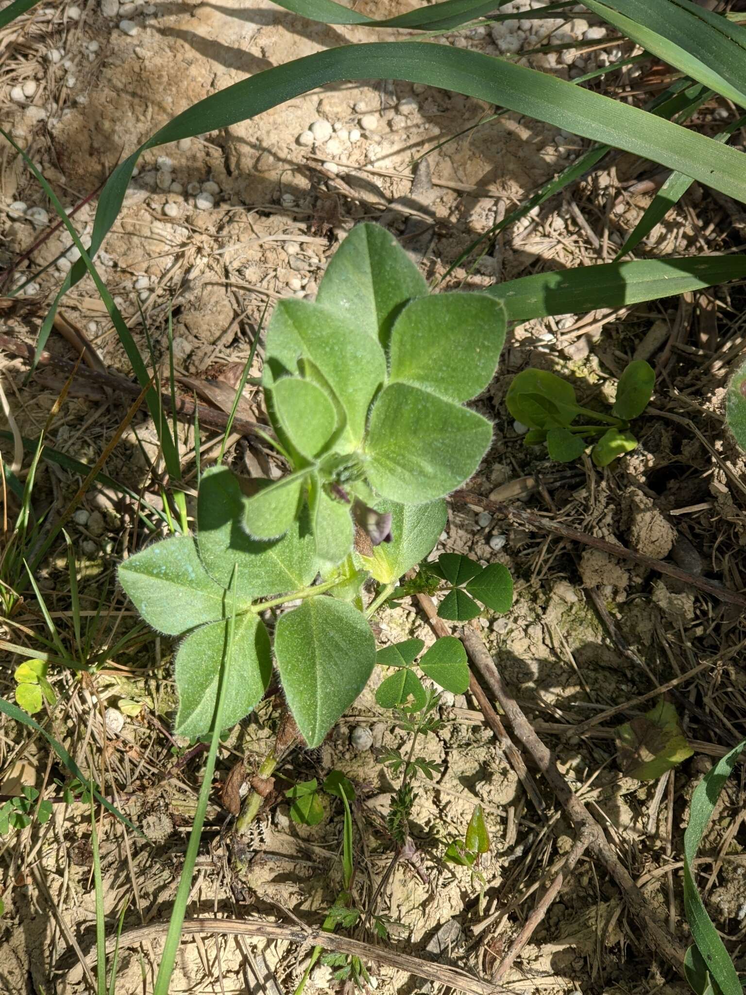 Image of Vicia johannis Tamamsch.