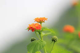 Image of lantana