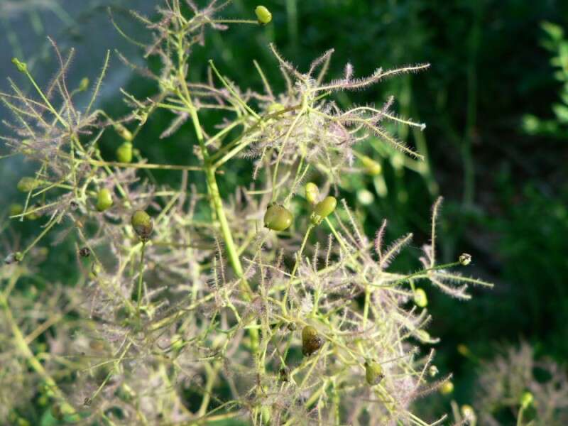 Image of European smoketree