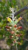 Image of Lachenalia longibracteata E. Phillips