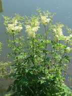 Image of Meadowsweet