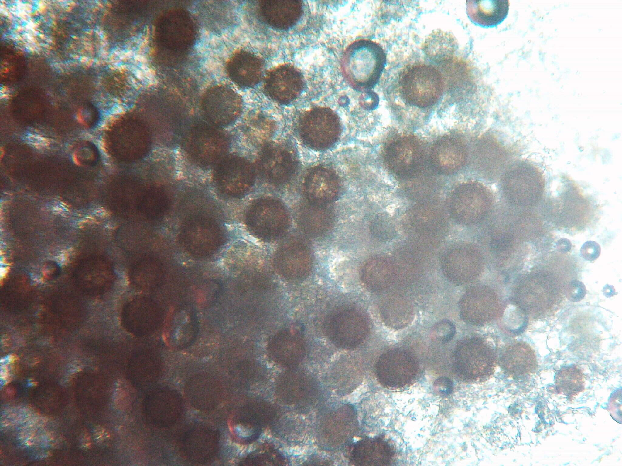 Image of Peronospora alsinearum