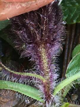 Image of arctic alpine fleabane