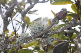 Image of farinose cartilage lichen