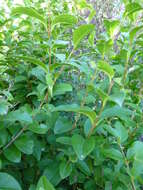 Image of California privet