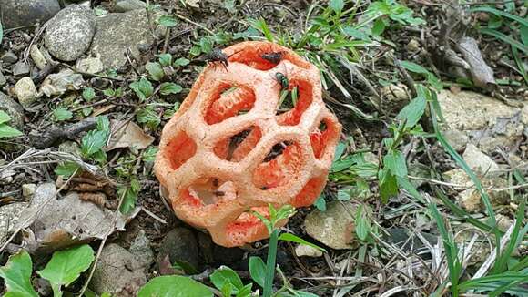 Image of Clathrus ruber P. Micheli ex Pers. 1801