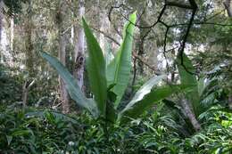 Imagem de Ensete ventricosum (Welw.) Cheesman