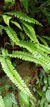 Image of Hymenasplenium cheilosorum (Kunze ex Mett.) Tag.