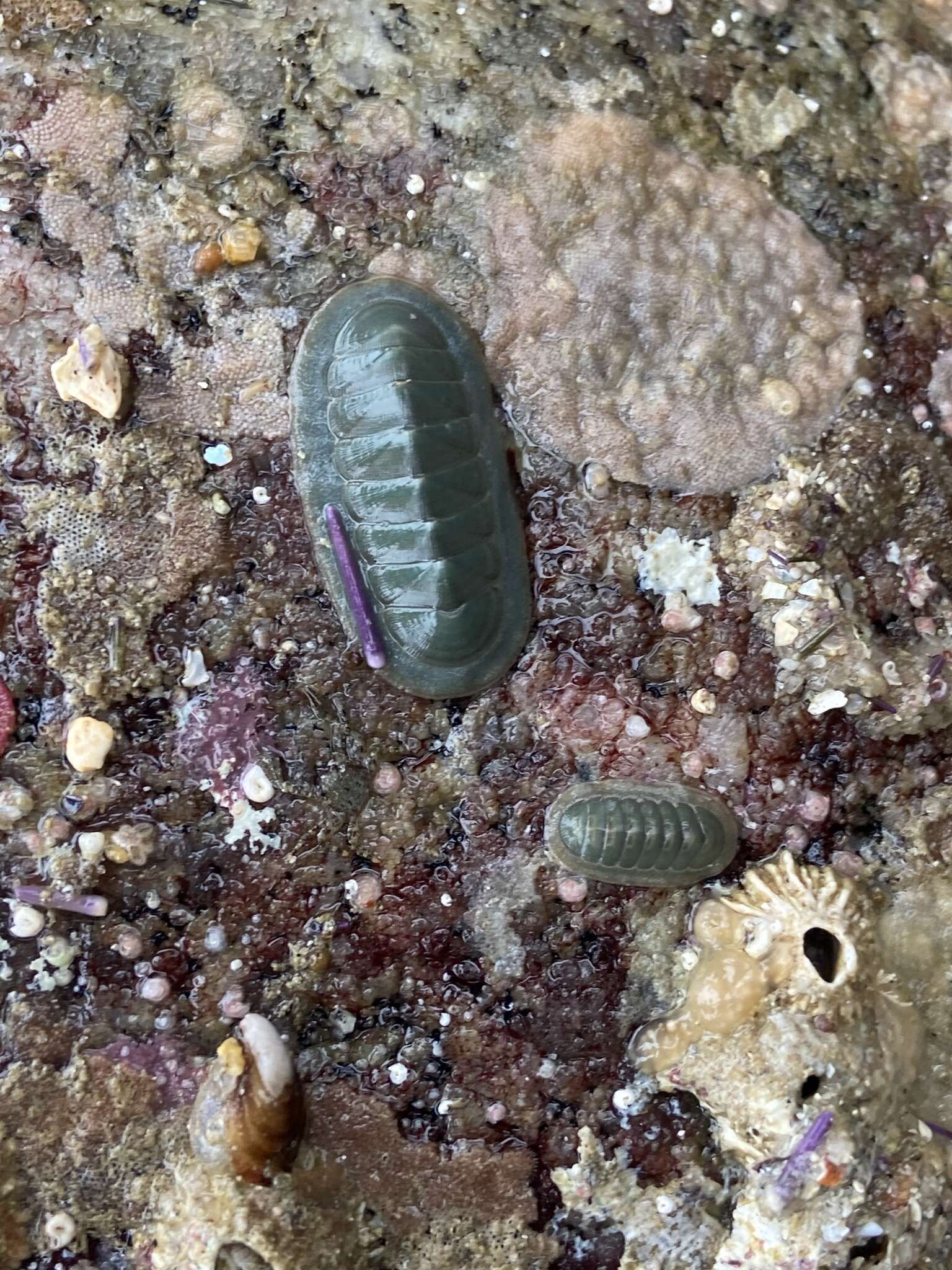 Image of regular chiton