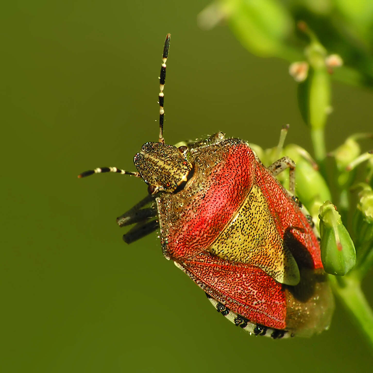 Image of sloe bug