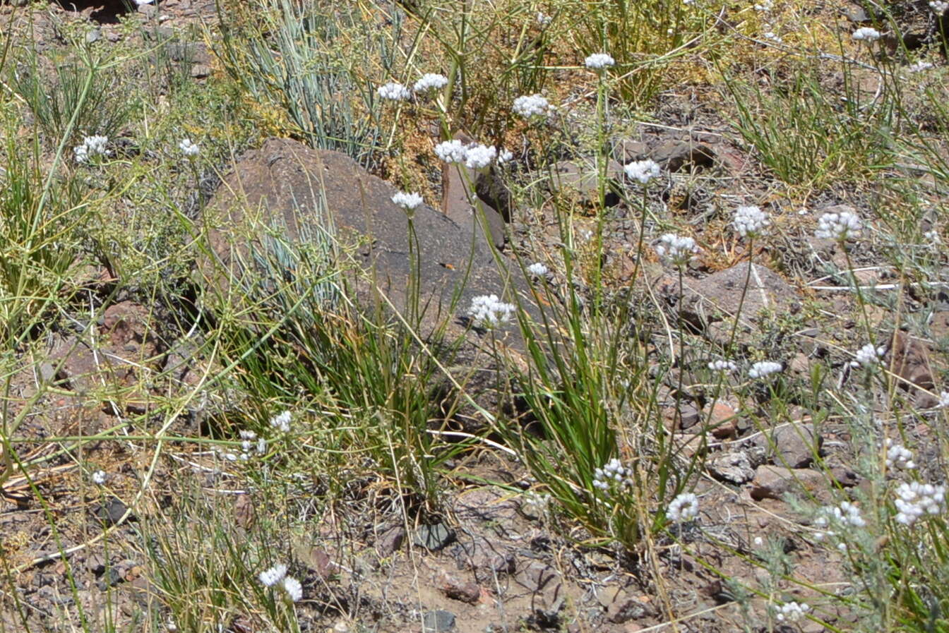 Image of Allium oreoprasum Schrenk