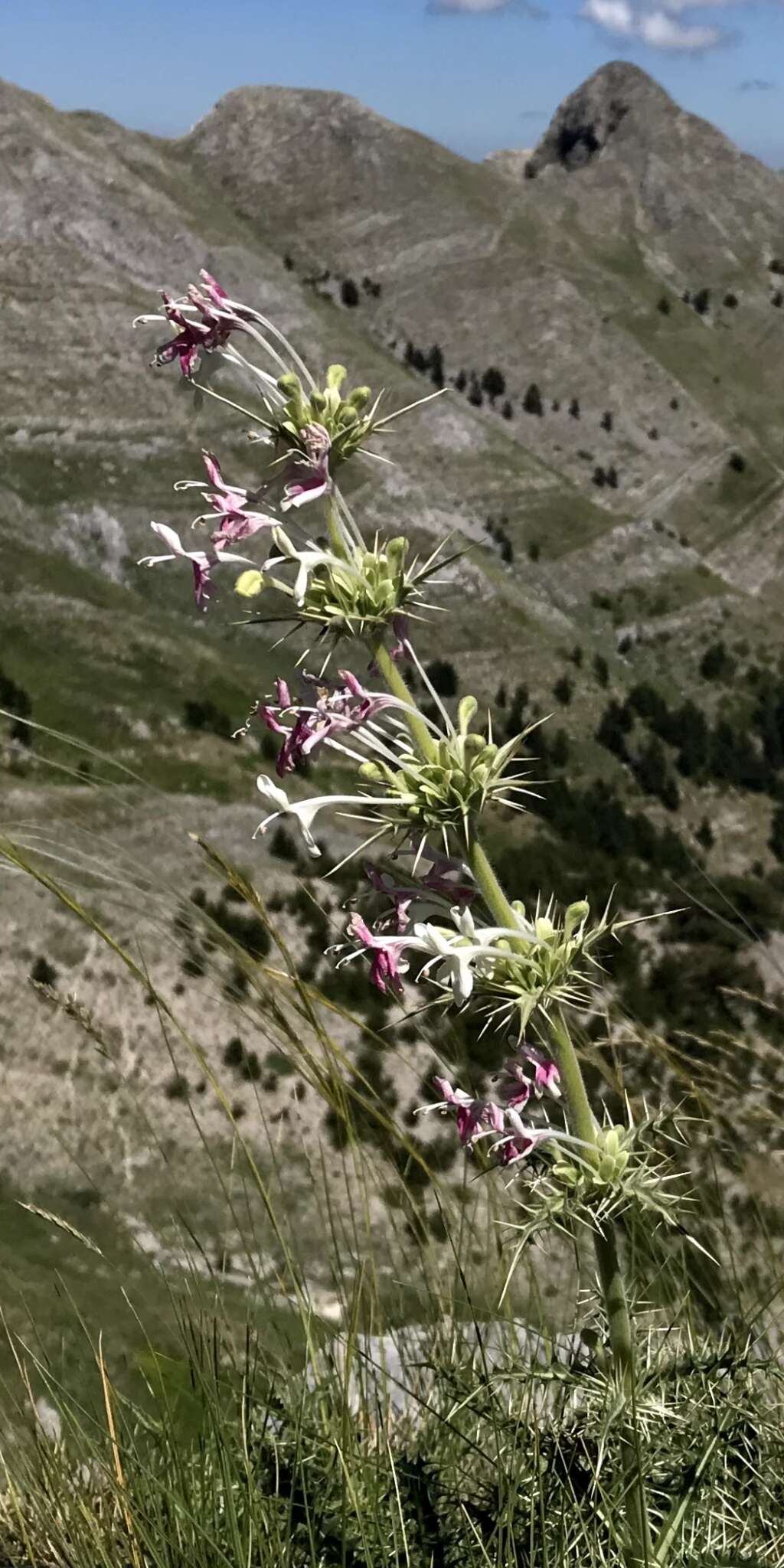 Image of Morina persica L.