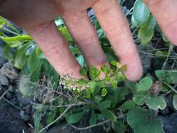 Image of <i>Lepidium bidentatum</i> var. <i>o-waihiense</i> (Cham. & Schltdl.) Fosberg