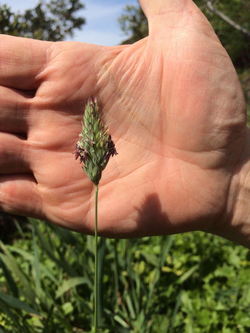 Image of California canarygrass