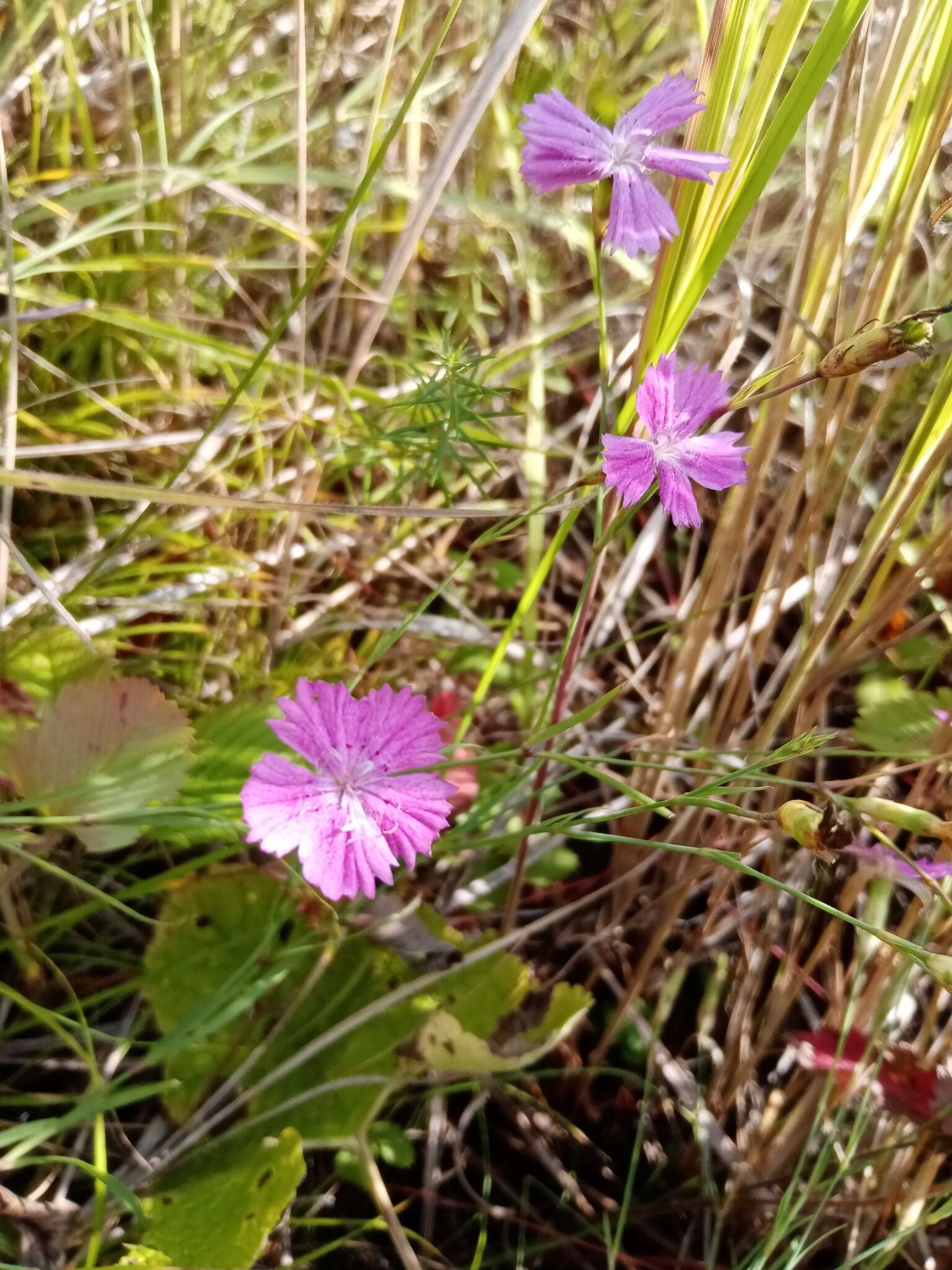 صورة Dianthus campestris M. Bieb.