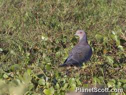 Image of Picazuro Pigeon