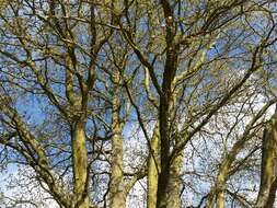 Image of English oak