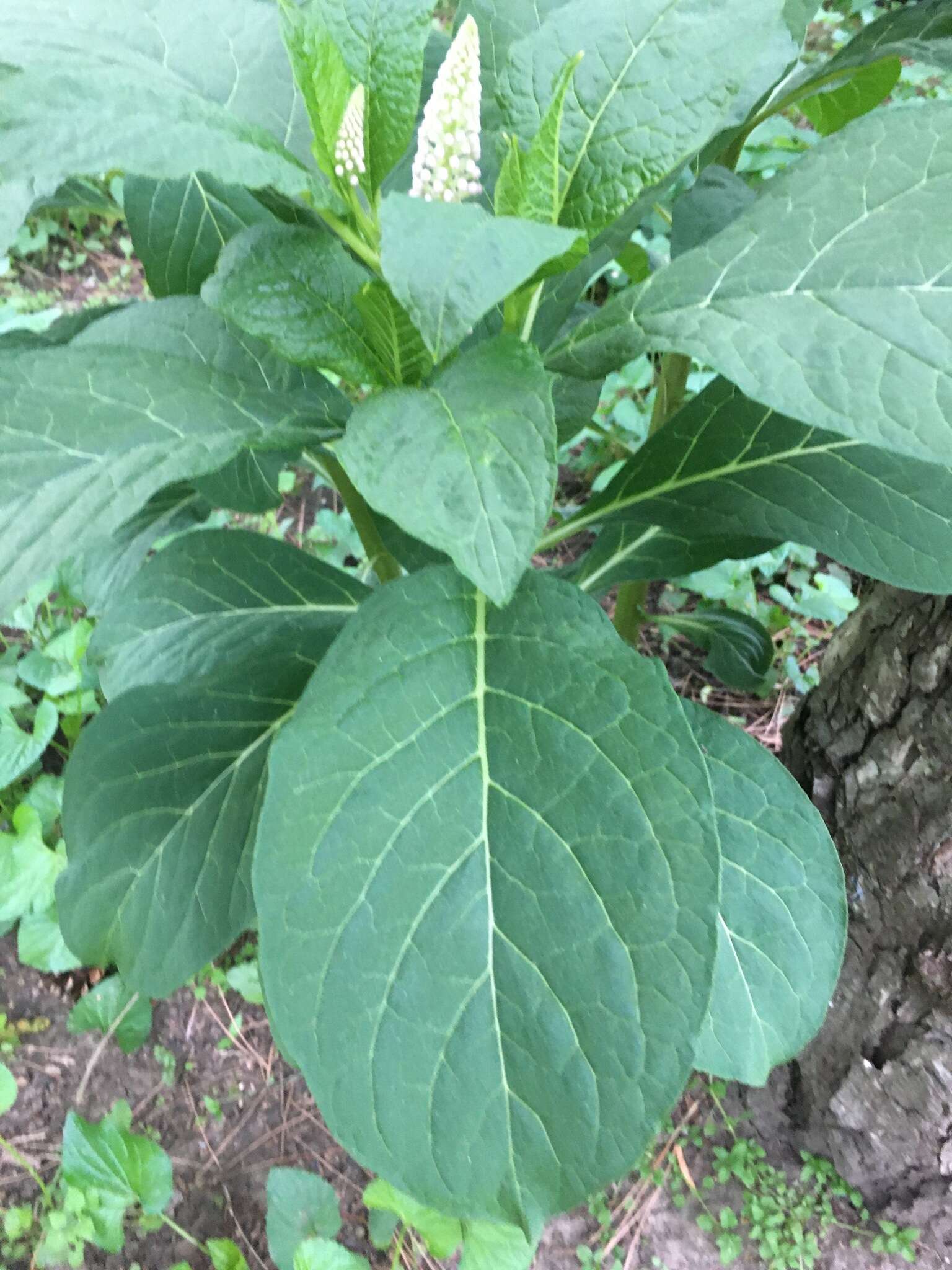 Image of Phytolacca acinosa Roxb.