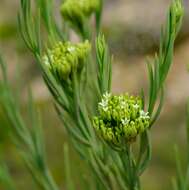 Imagem de Thesium penicillatum A. W. Hill